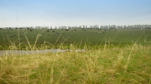 A herd of cows on a large field near the lake Stockbeeldmateriaal 62642225