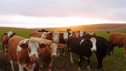 A herd of cows looking at the camera at sunset Stock Footage 97540205