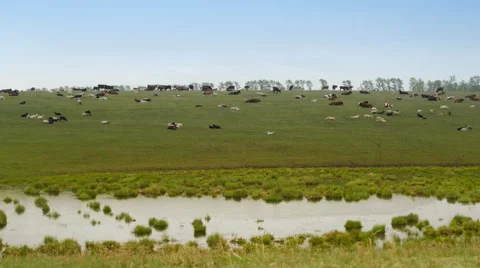 Herd of cows lying on a big field near the pond Stockbeeldmateriaal 62642366