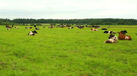 A herd of cows lying on the grass in the field Stock Footage 53146524
