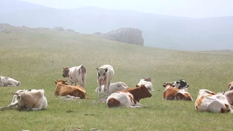 A herd of cows lying on the grass in the fog Stock Footage 91380016