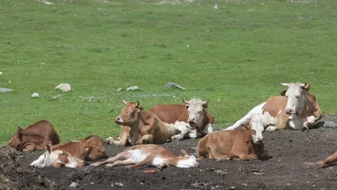 Herd of cows lying on a stone meadow on the ground on green spring fresh grass Stock Footage 201377360