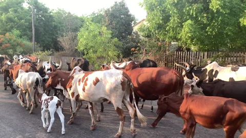 A herd of cows makes its way across a dusty rural road, Stock Footage 315966088