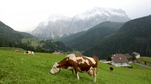 Herd of cows in a meadow in the Alps Video stock 271302379