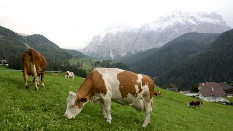Herd of cows in a meadow in the Alps Stock Footage 271302527