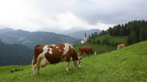 Herd of cows in a meadow in the Alps Stock Footage 271302808