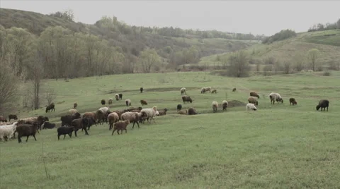 Herd of cows on the meadow Stock-Footage 42753609