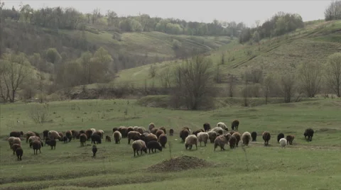 Herd of cows on the meadow Stock Footage 42753949