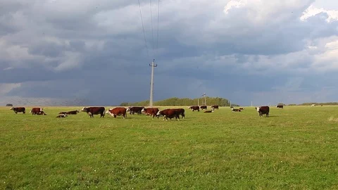 A herd of cows in a meadow Stock Footage 80087228