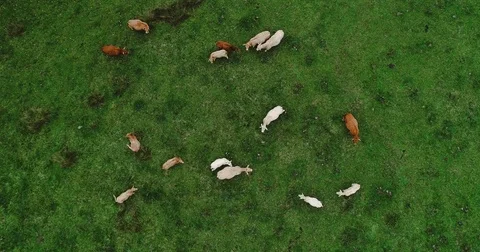 Herd of cows in a meadow Video stock 82136814