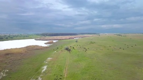 Herd of cows in the meadow Stock Footage 131013267