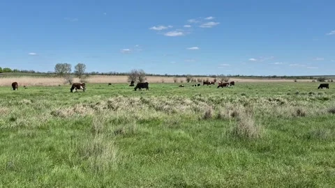 A herd of cows in a meadow Stock-Footage 335765861