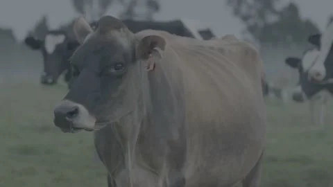 Herd of cows in the meadow looking at the camera. Stock Footage 221089800