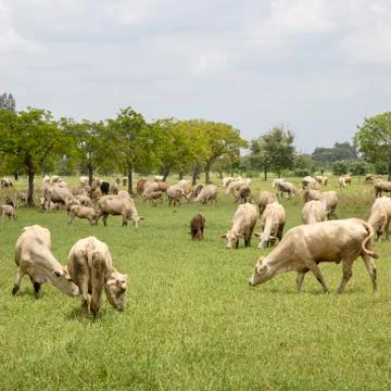 Herd of cows in the meadow Stock Photos
