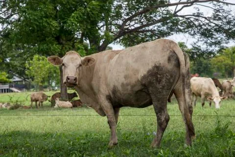 Herd of cows in the meadow Foto stock
