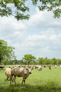 Herd of cows in the meadow Stock Photos