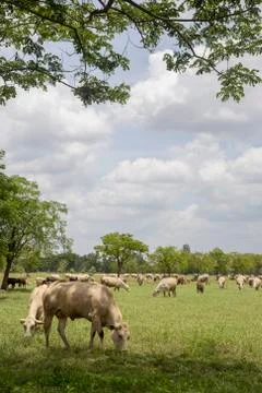 Herd of cows in the meadow Stock Photos