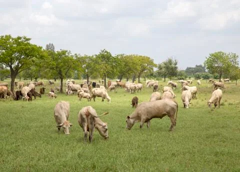 Herd of cows in the meadow Stock Photos