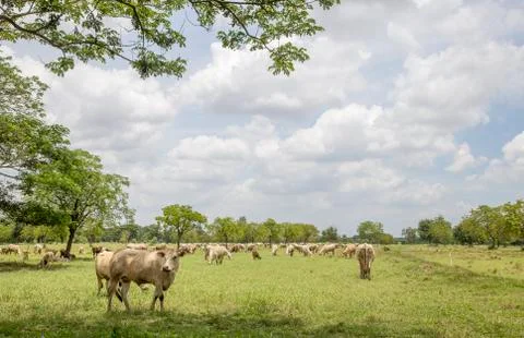 Herd of cows in the meadow Stock Photos
