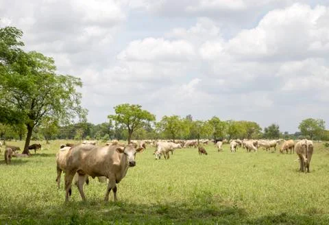 Herd of cows in the meadow Stock Photos