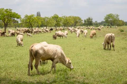Herd of cows in the meadow Stock Photos