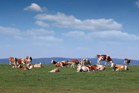 Herd of cows on the meadow 스톡 사진