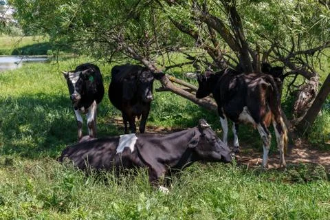 A herd of cows in the meadow Stock Photos
