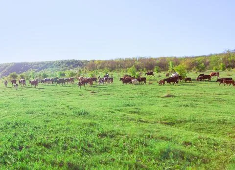 Herd of cows on the meadow Stock Photos