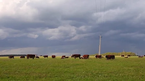 A herd of cows on a meadow with power lines Stock Footage 80086399
