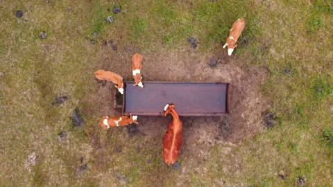 Herd of Cows, Meadows, drinking, a calf is running in the frame, drone shot. 스톡 동영상 139315165