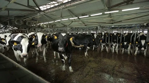 A herd of cows for milking Stock Footage 73555521