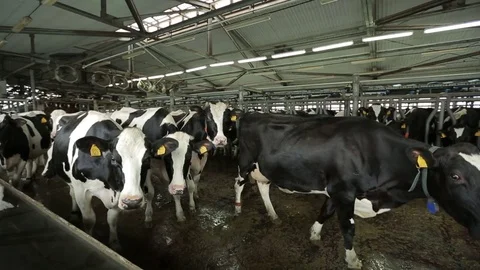 A herd of cows for milking Stock Footage 73555547