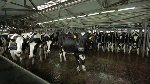 A herd of cows for milking Stock Footage 73555630