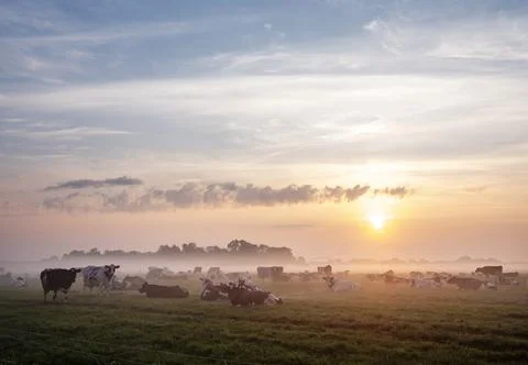 Herd of cows in misty meadow during colorful sunrise in the netherlands Stock Photos