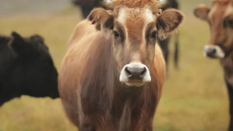A herd of cows in a mountain meadow. Stock Footage 97714170
