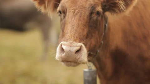 A herd of cows in a mountain meadow. Stock Footage 97765879