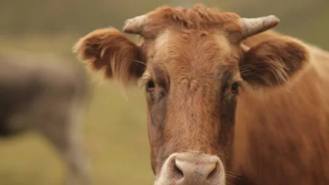 A herd of cows in a mountain meadow. Stock Footage 97765915