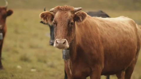 A herd of cows in a mountain meadow. Video stock 97766457
