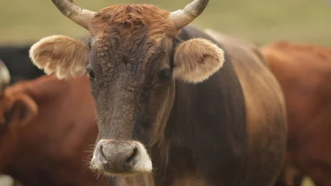 A herd of cows in a mountain meadow. Stock Footage 97766647