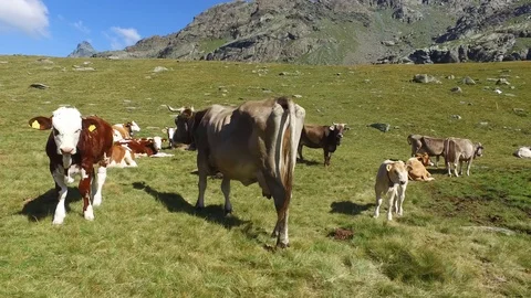 Herd of cows in mountain pasture. Stock Footage 93543725