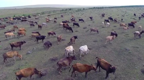 A herd of cows. Mountain valley. Stock Footage 42909621