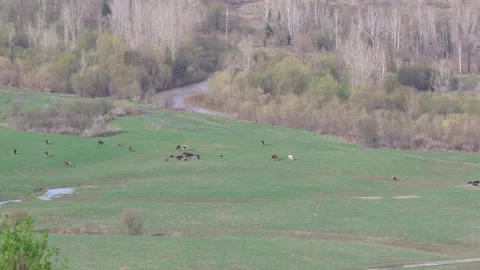 A herd of cows in a mountain valley near a river Stock Footage 308180142