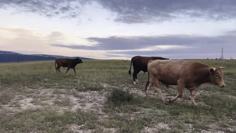 A herd of cows, in a mountainous area at sunset, cattle, farming Stock Footage 260003611