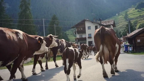 Herd of cows in the mountains with calves Stock Footage 117433109