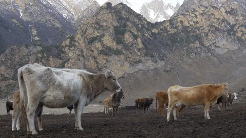 Herd of cows in the mountains Stock Footage 87737773