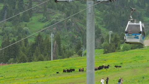 A herd of cows in the mountains Stock Footage 288877592