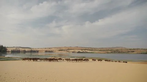 Herd of cows move along the sandy banks of the river. Stock Footage 50344663
