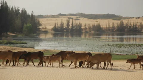 Herd of cows move along the sandy banks of the river. Stock Footage 50344792