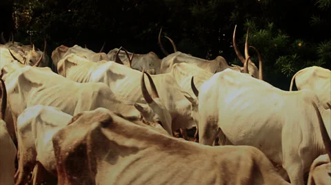 A herd of cows move past in true slow motion. Stock Footage 39792079