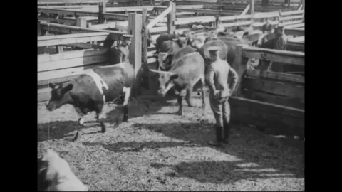 Herd of cows moved into the stockyard - 1914 - 1918 Stock Footage 83700705